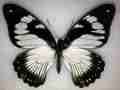 Papilio dardanus polytrophus (aberration) (Internet Image property of respective owner, non-commercial use only)